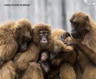 Maymun ailesi